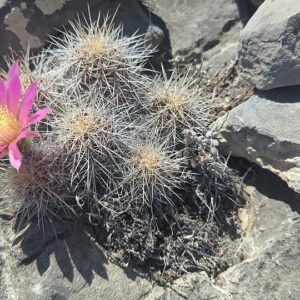 Bloeiende Echinocereus parkeri cactus met roze bloemen en stekels.