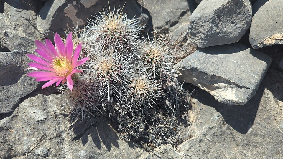 Bloeiende Echinocereus parkeri cactus met roze bloemen en stekels.