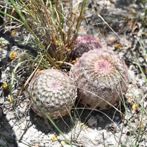 Echinocereus pectinatus met roze bloemen en stekelige stengels.