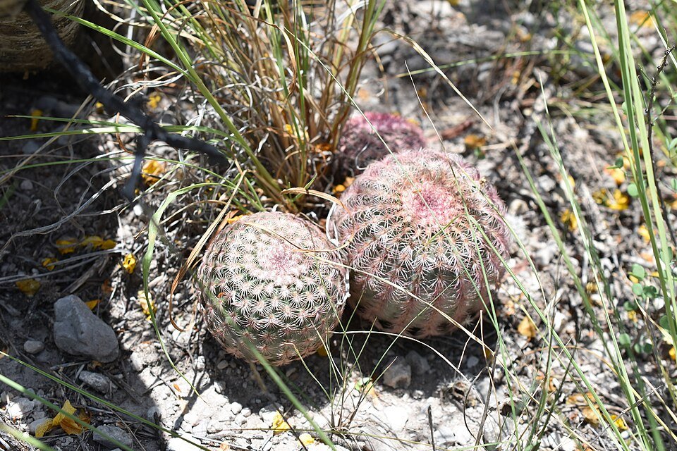 Echinocereus pectinatus met roze bloemen en stekelige stengels.