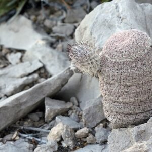 Echinocereus primolanatus cactus met roze bloemen op rotsachtig terrein.