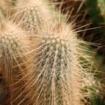Echinocereus rayonesensis cactus met heldere roze bloemen en groene stekels.