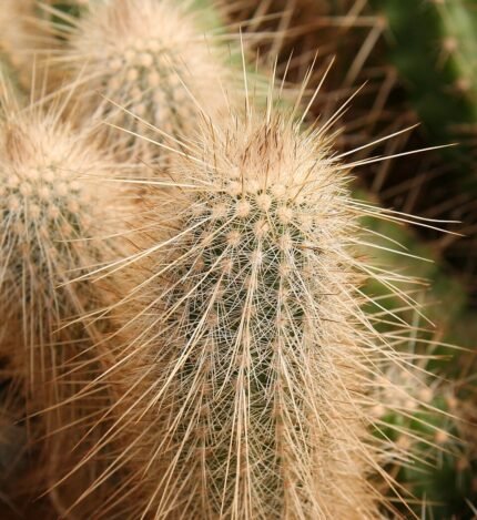 Echinocereus rayonesensis cactus met heldere roze bloemen en groene stekels.