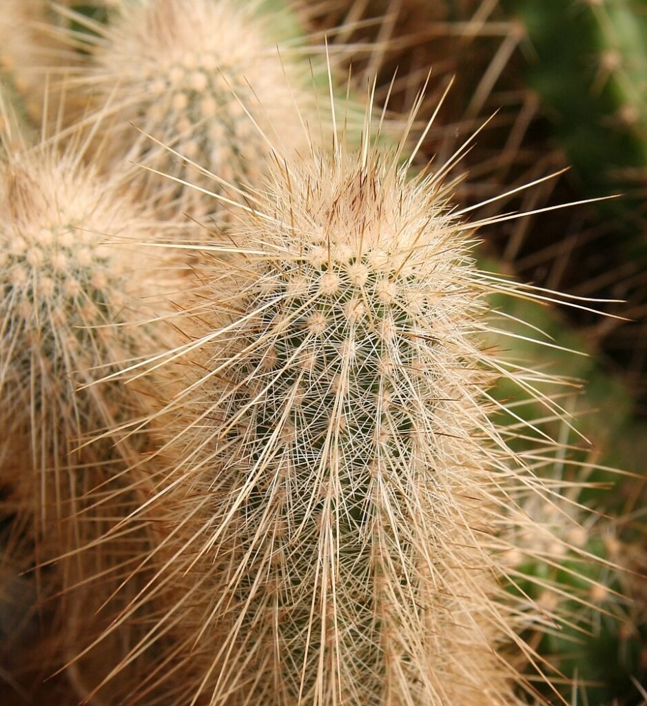Echinocereus rayonesensis cactus met heldere roze bloemen en groene stekels.