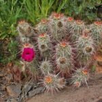 Echinocereus relictus cactus met felroze bloemen op groene achtergrond.