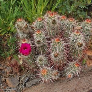 Echinocereus relictus cactus met felroze bloemen op groene achtergrond.