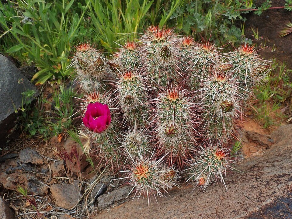 Echinocereus relictus cactus met felroze bloemen op groene achtergrond.