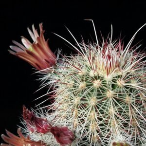 Echinocereus russanthus cactus met levendige rode bloemen bloeiend tegen groene stekelige stelen.