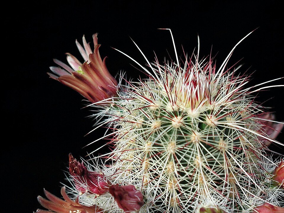 Echinocereus russanthus cactus met levendige rode bloemen bloeiend tegen groene stekelige stelen.