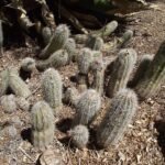 Echinocereus stoloniferus cactus with long green stems and bright pink flowers.