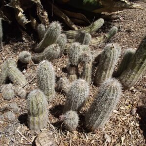 Echinocereus stoloniferus cactus with long green stems and bright pink flowers.