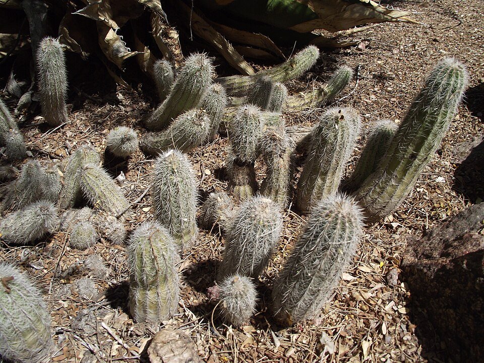 Echinocereus stoloniferus cactus with long green stems and bright pink flowers.