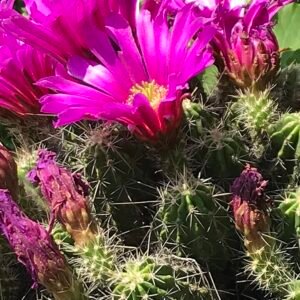 Close-up van Echinocereus viereckii santamariensis cactus met lange groene stekels en felroze bloemen.