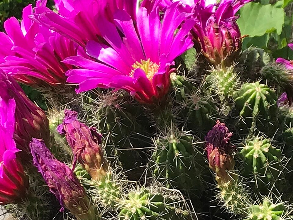 Close-up van Echinocereus viereckii santamariensis cactus met lange groene stekels en felroze bloemen.