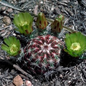 Echinocereus viridiflorus cactus met levendige groene bloemen in bloei.