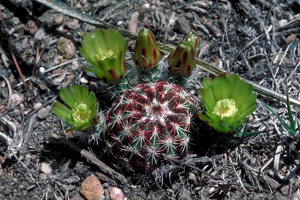Echinocereus viridiflorus cactus met levendige groene bloemen in bloei.