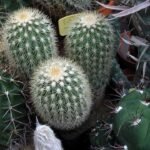 Echinocereus websterianus cactus met roze bloemen en stekelige groene stelen in een pot.