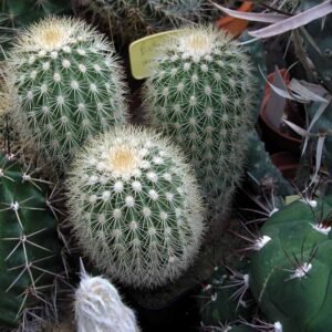Echinocereus websterianus cactus met roze bloemen en stekelige groene stelen in een pot.