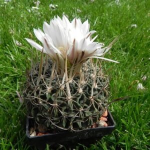 Stenocactus multicostatus cactus met groene stekels en ribbels.