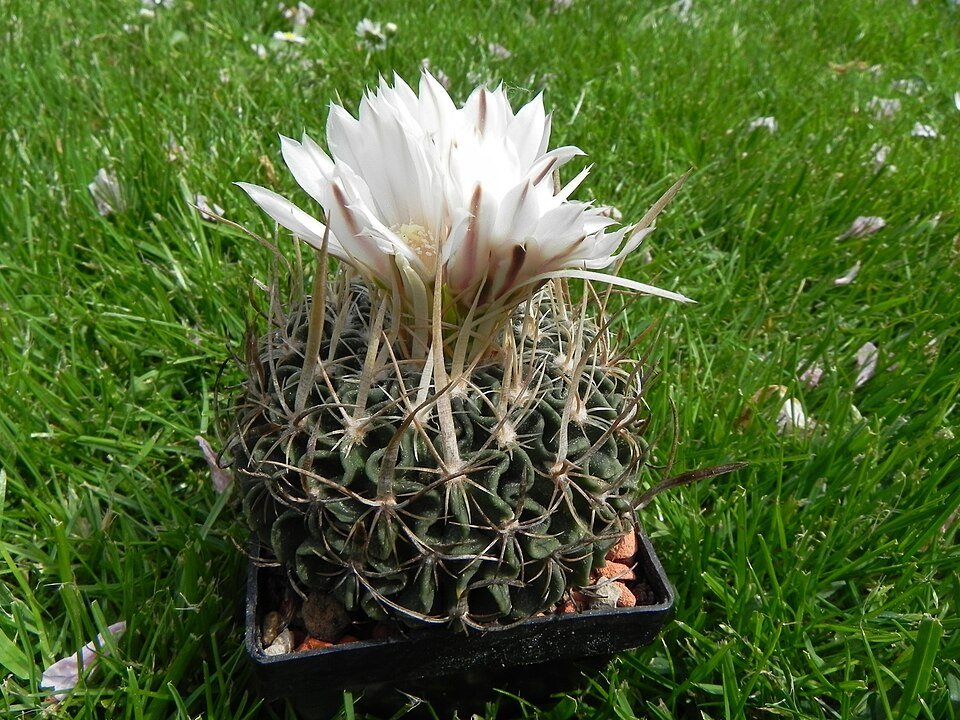 Stenocactus multicostatus cactus met groene stekels en ribbels.