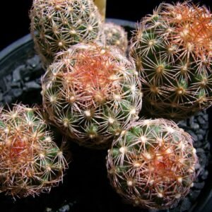 Sclerocactus erectocentrus cactus met roze bloemen in woestijnlandschap.