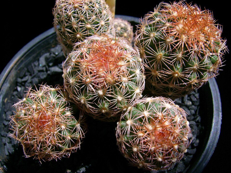 Sclerocactus erectocentrus cactus met roze bloemen in woestijnlandschap.