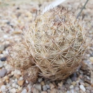 Echinopsis Tiegeliana bloem met witte en groene strepen.