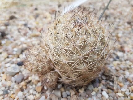 Echinopsis Tiegeliana bloem met witte en groene strepen.