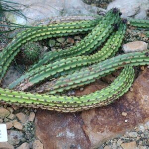 Bloeiende Echinopsis angelesiae cactus in Botanischer Garten Dresden, Duitsland.
