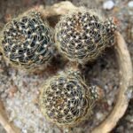 Echinopsis arachnacantha cactus met heldere roze bloemen en groene stekelige stengels.
