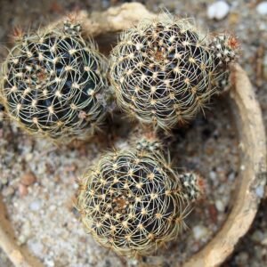 Echinopsis arachnacantha cactus met heldere roze bloemen en groene stekelige stengels.