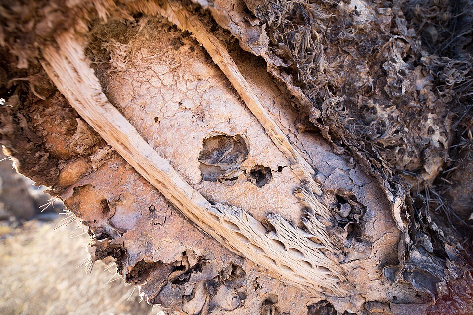 Leucostele atacamensis cactus met witte bloemen en groene stekels.