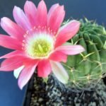 Lobivia backebergii cactus met levendige roze bloemen en stekelige groene stengels.