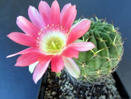 Lobivia backebergii cactus met levendige roze bloemen en stekelige groene stengels.