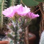Bloeiende Lobivia caineana cactus met helderroze bloemen op groene stengels.