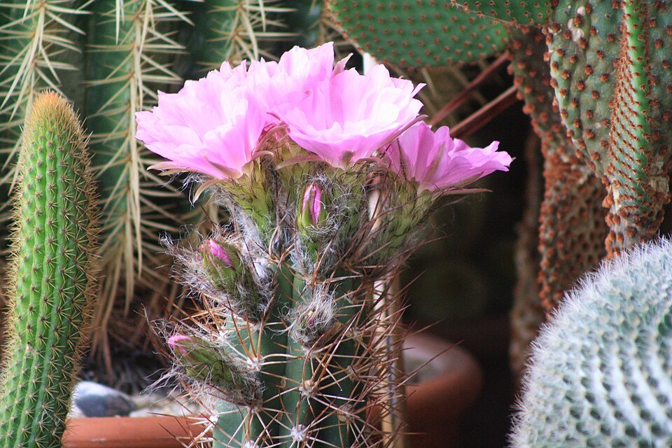 Bloeiende Lobivia caineana cactus met helderroze bloemen op groene stengels.