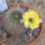 Yellow flowering Echinopsis chrysantha cactus with bright petals and green spines.