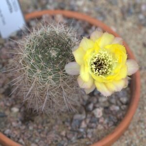 Yellow flowering Echinopsis chrysantha cactus with bright petals and green spines.