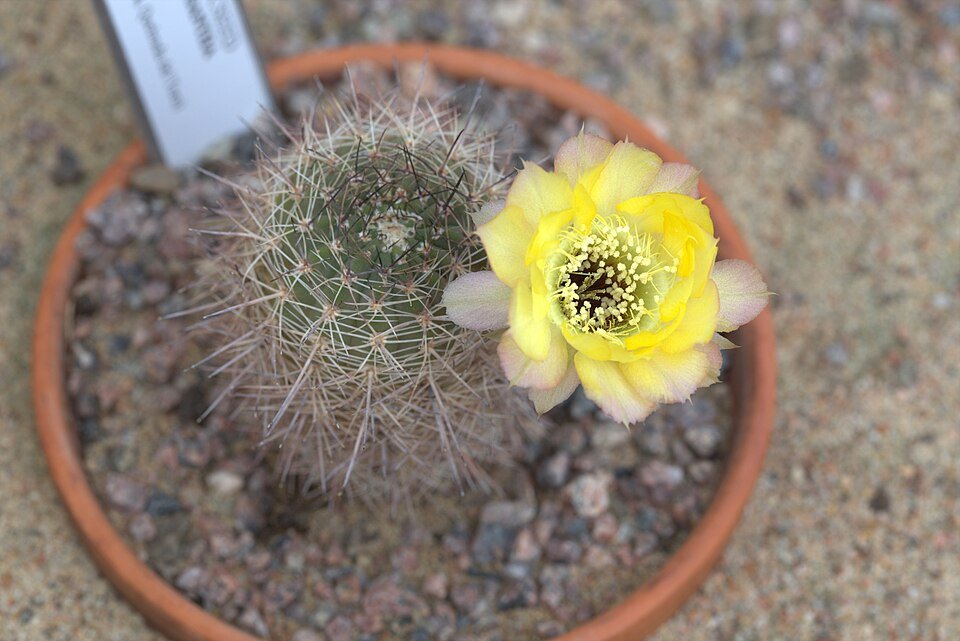 Yellow flowering Echinopsis chrysantha cactus with bright petals and green spines.