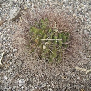 Soehrensia formosa cactus met helder roze bloemen en groen-blauwe stekels.