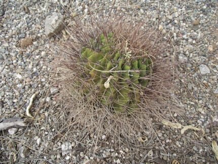 Soehrensia formosa cactus met helder roze bloemen en groen-blauwe stekels.