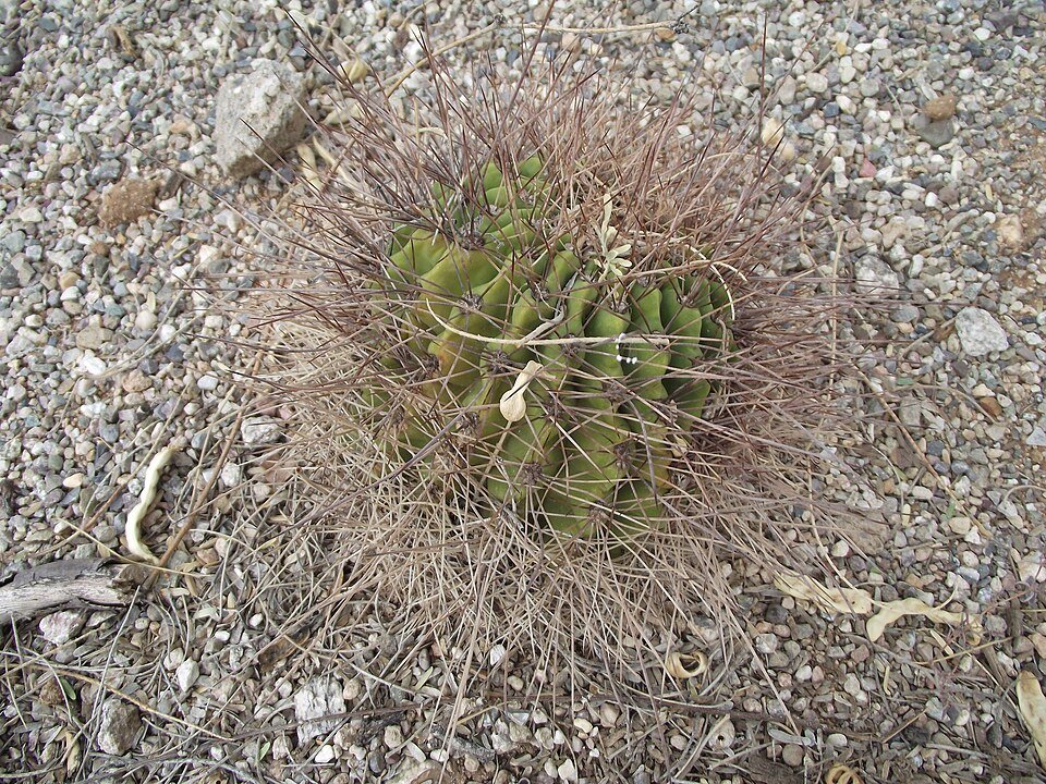 Soehrensia formosa cactus met helder roze bloemen en groen-blauwe stekels.