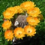 Echinopsis densispina cactus met heldere rode bloemblaadjes en groene stekels.