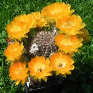 Echinopsis densispina cactus met heldere rode bloemblaadjes en groene stekels.
