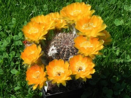 Echinopsis densispina cactus met heldere rode bloemblaadjes en groene stekels.