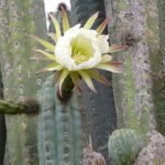 Echinopsis lageniformis cactus met lange, slanke groene stelen en grote witte bloemen.