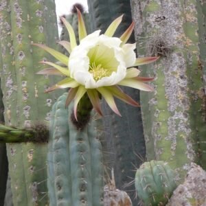 Echinopsis lageniformis cactus met lange, slanke groene stelen en grote witte bloemen.