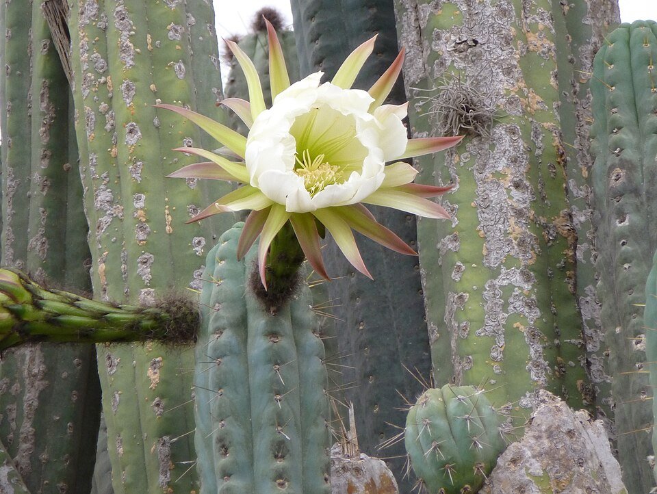 Echinopsis lageniformis cactus met lange, slanke groene stelen en grote witte bloemen.