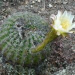 Lobivia mamillosa cactus met roze en witte bloemen in bloei.