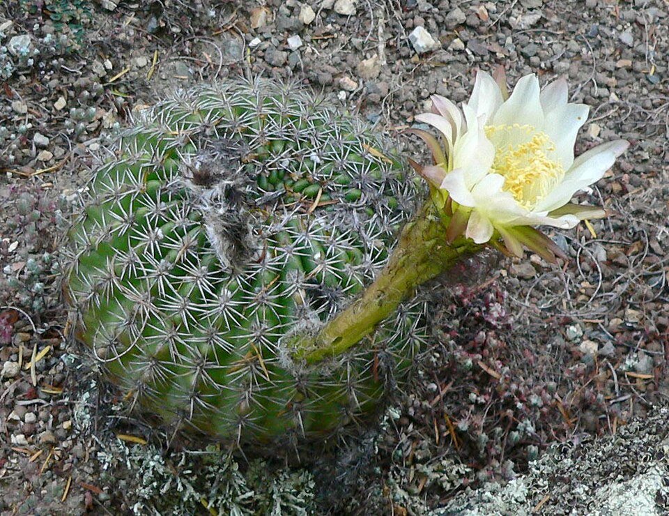 Lobivia mamillosa cactus met roze en witte bloemen in bloei.